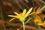 Longleaf sunflower